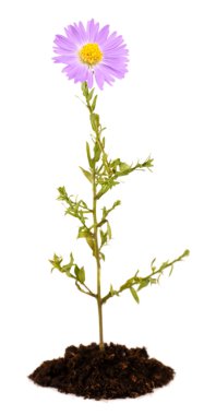 Beyaz izole topraktan büyüyen çiçek