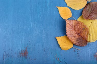 Mavi ahşap zemin üzerine sarı yapraklar