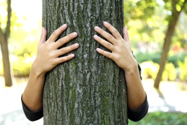 Person hugs trunk large tree, close-up clipart