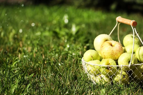 Pommes mûres dans le panier sur l'herbe — Photo