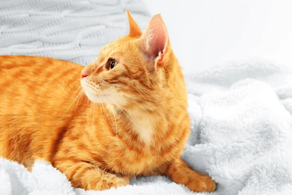 织物背景上的毯子上的红猫 — 图库照片