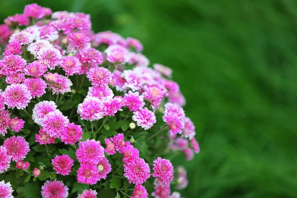 Fiori lilla su sfondo verde erba — Foto Stock