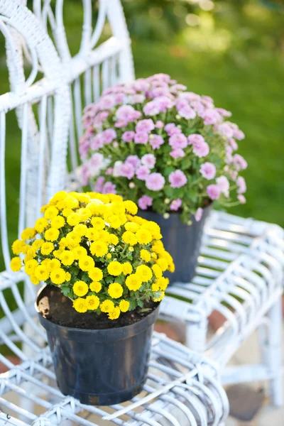 Gele en lila bloemen — Stockfoto