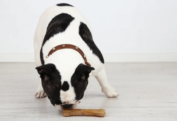 French bulldog with bone in room — Stock Photo, Image