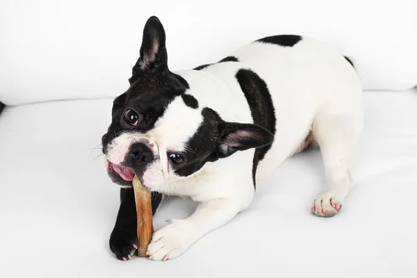 French bulldog with bone on sofa in room — Stock Photo, Image