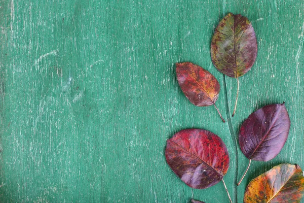 Dark red leaves on green wooden background — Stock Photo, Image