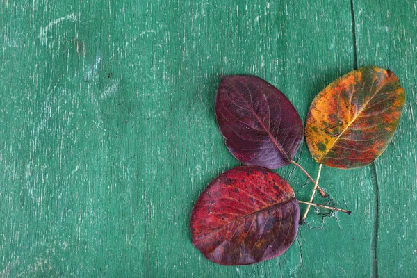 Yeşil ahşap zemin üzerine koyu kırmızı yaprakları — Stok fotoğraf