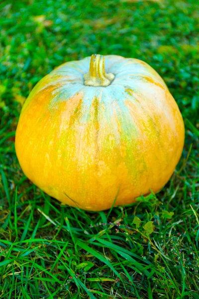 Pumpkin on green grass — Stock Photo, Image