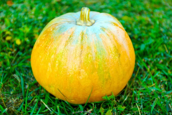 Zucca su erba verde — Foto Stock