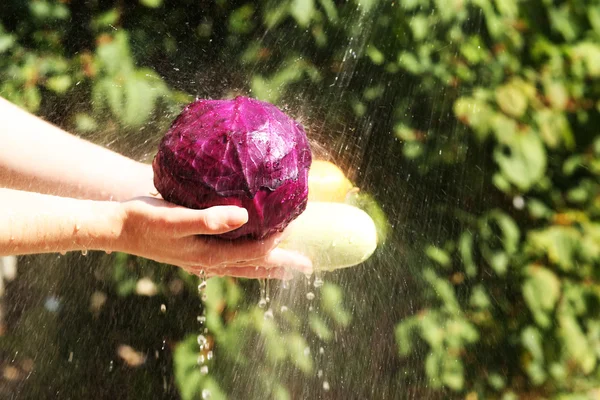Tvätta grönsaker, utomhus — Stockfoto
