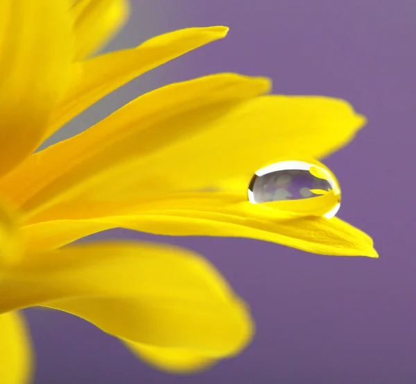 Water drop on yellow flower on dark background — Stock Photo, Image