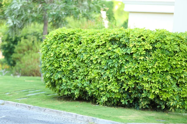 Hermoso paisaje en el jardín — Foto de Stock