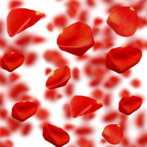 Falling rose petals close-up — Stock Photo, Image