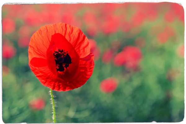 Flores de papoula ao ar livre — Fotografia de Stock