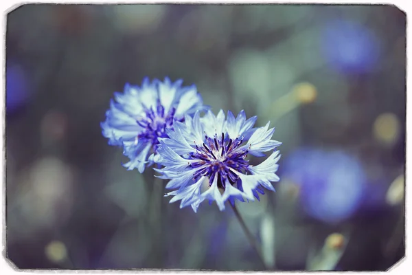 Vackra blåklinten i fältet — Stockfoto
