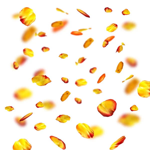 Falling rose petals on white background — Stock Photo, Image