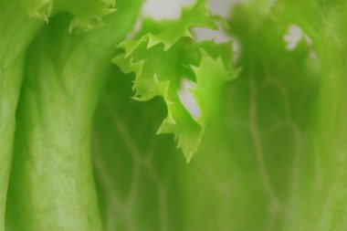 salata yakın çekim