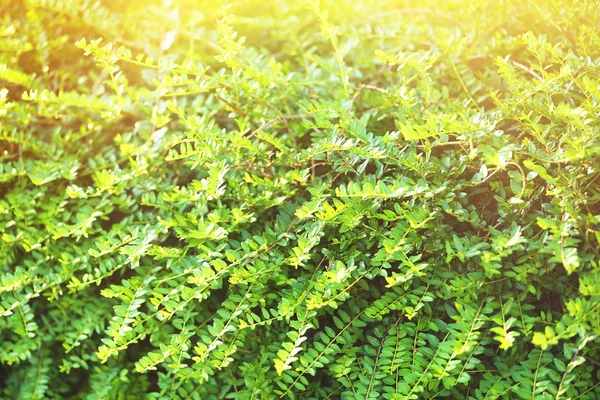 Güzel bahçe peyzaj — Stok fotoğraf