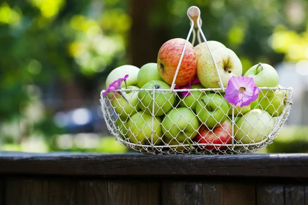Dojrzałe jabłka kosz na zewnątrz — Zdjęcie stockowe