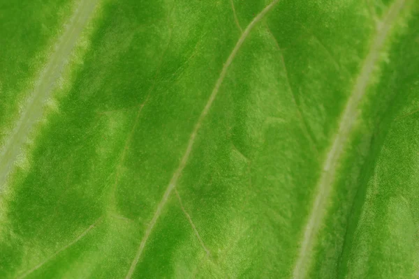 Salad close-up — Stock Photo, Image