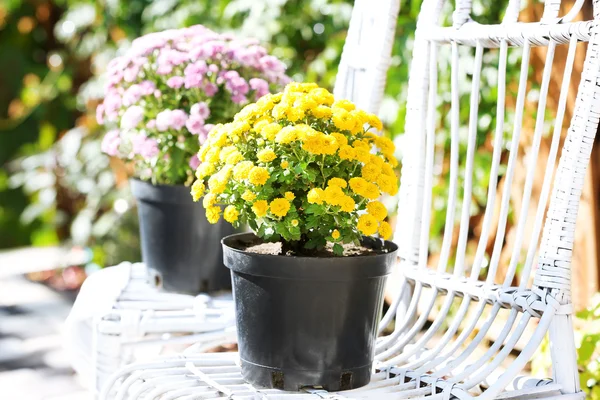 Желтые и сиреневые цветы в горшках на белых плетеных стульях в саду — стоковое фото