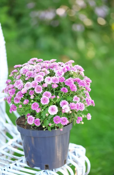 Lilac flowers on wicker chair on green garden background — Stock Photo, Image