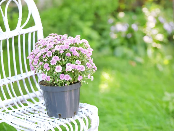 Lila blommor på wicker stol på grön trädgård bakgrund — Stockfoto