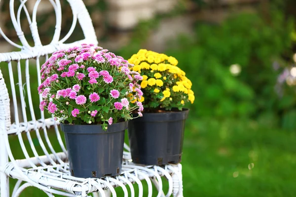 Yellow and lilac flowers in pots on wicker chair on garden background — Stock Photo, Image
