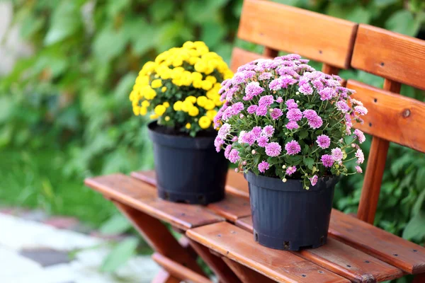 Fleurs jaunes et lilas dans des pots sur des chaises en bois sur fond de jardin vert — Photo