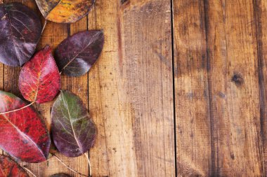 Kahverengi zemin yapraklarda