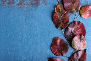 koyu kırmızı yaprakları