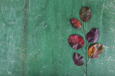 koyu kırmızı yaprakları