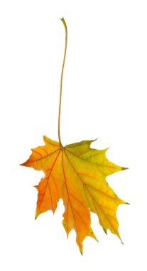 turuncu sonbahar yaprağı