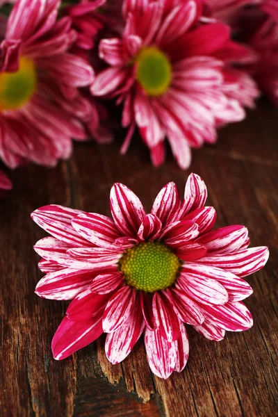 Purple chrysanthemum on wooden background — Stock Photo, Image