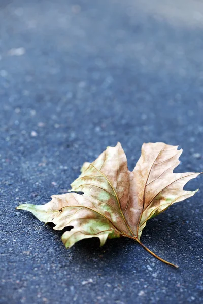 Folha de outono em asfalto close-up — Fotografia de Stock