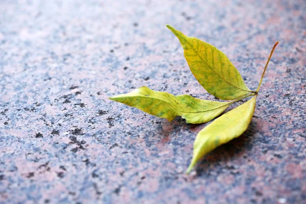 アスファルトのクローズ アップの秋の葉 — ストック写真