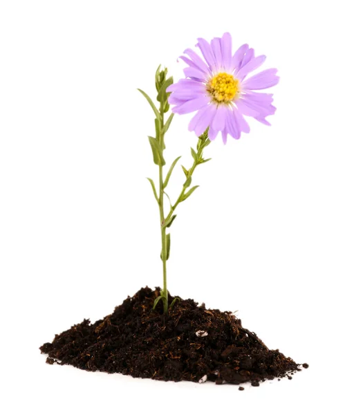 Flower growing from soil — Stock Photo, Image