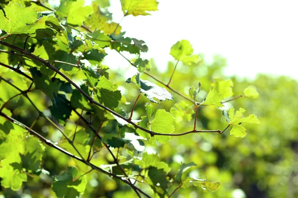 Druva blad och balkar — Stockfoto