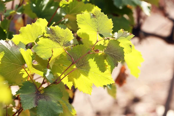 Grape leaves and beams — Stock Photo, Image