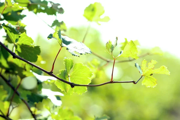 Hojas y vigas de uva —  Fotos de Stock