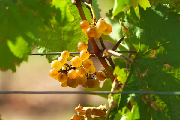 Plantación de viñedos —  Fotos de Stock