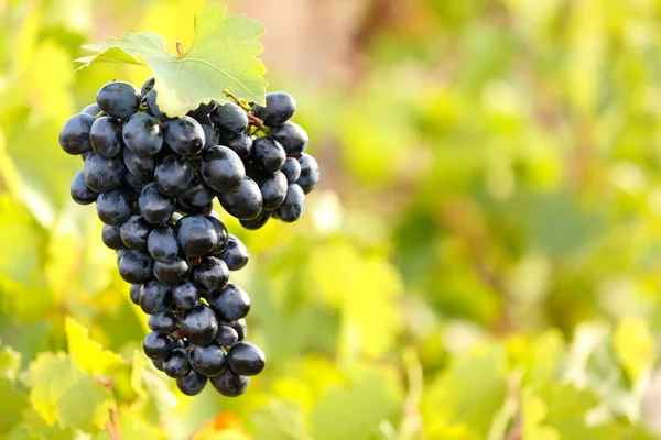 Bunches of ripe grape on plantation closeup — Stock Photo, Image