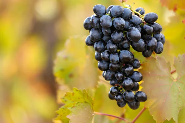 Bunches of ripe grape on plantation closeup — Stock Photo, Image