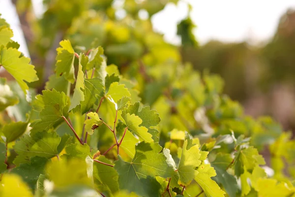 Grape leaves, close-up — Stock Photo, Image