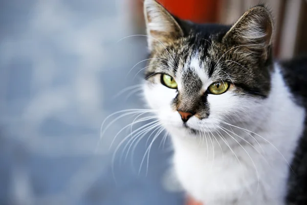 Gris gato primer plano, al aire libre —  Fotos de Stock