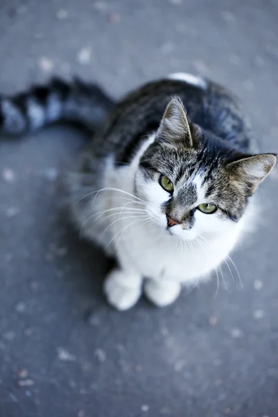 Gris gato primer plano, al aire libre — Foto de Stock