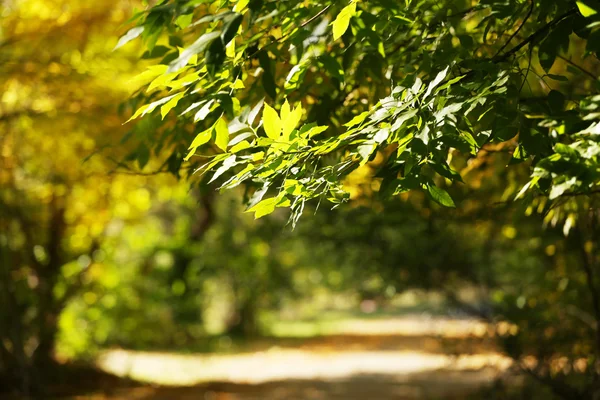 Vacker park — Stockfoto