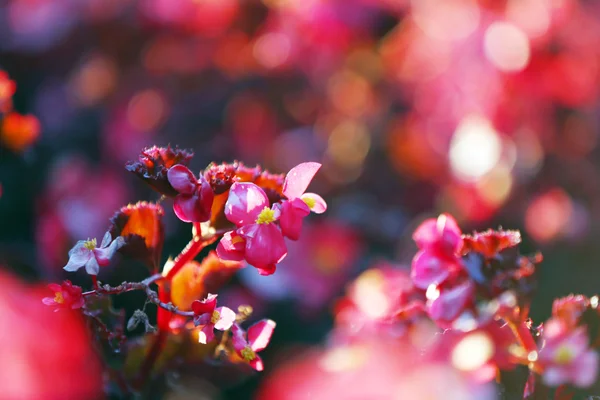 Bloeiende bush, close-up — Stockfoto