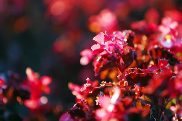 Buisson en fleurs, gros plan — Photo