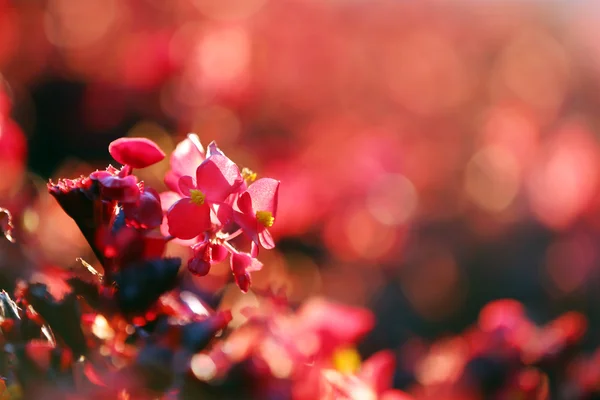 Blooming bush, close-up — Stock Photo, Image